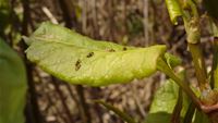 Aphalara itadori on Japanese knotweed leaves